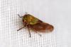 Oncopsis sp.